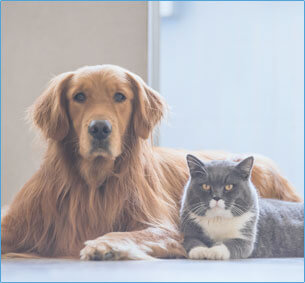 Pets